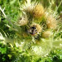 Cirse très épineux