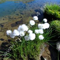Linaigrette de Scheuchzer