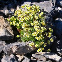 Saxifrage pois chiche