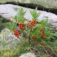 Bois gentil ou Joli bois (fruits)