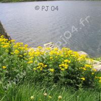 Hugueninie à feuilles de tanaisie