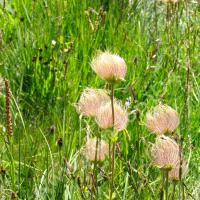 Pulsatille des Alpes (fruits)