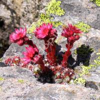 Joubarbe à toile d'araignée