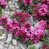 Camélées des Alpes ou… Daphnés camélées