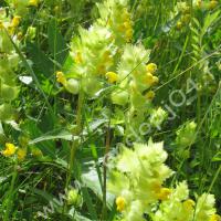 Rhinanthe crête-de-Coq