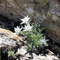 Édelweiss