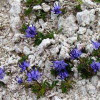 Raiponce du Piémont