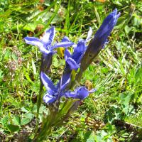 Gentiane ciliée