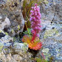 Saxifrage à nombreuses fleurs