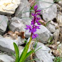 Orchis à fleurs lâches