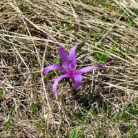 Bulbocode printanier