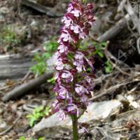 Orchis pourpre