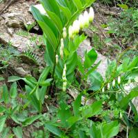 Sceau de Salomon odorant