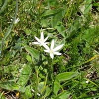 Ornithogale à feuilles étroites