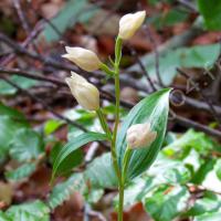 Céphalanthère de Damas