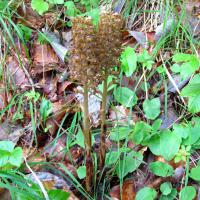 Néottie nid-d’oiseau