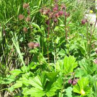 Benoîte des ruisseaux