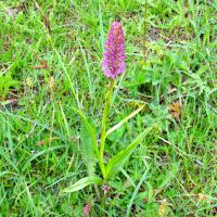 Orchis moustique ou moucheron