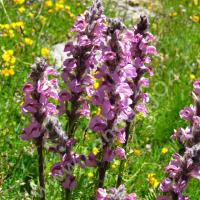 Pédiculaire à bec et en épi