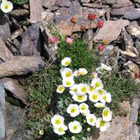 Renoncule des glaciers