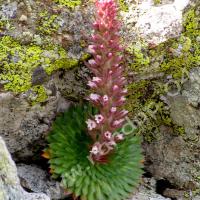 Saxifrage à nombreuses fleurs