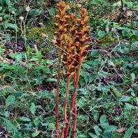 Orobanche grêle