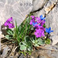 Primevères marginées