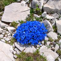 Gentianes printanières