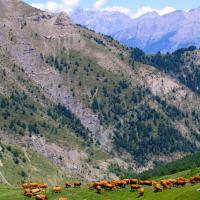 Troupeau de vaches dans le vallon des Agneliers