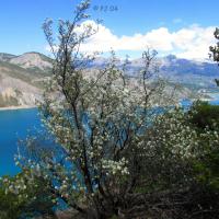 Au premier plan, amélanchier