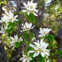 Amélanchier à feuilles ovales