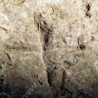 Pierre des sacrifices (détail)