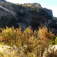 Au premier plan : arbuste d’épines-vinettes