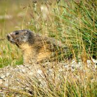 Marmotte…