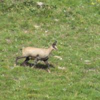Chamois !