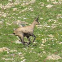 Chamois !