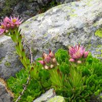 Joubarbes des montagnes