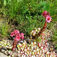 Joubarbes à toile d'araignée