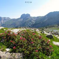 Grande Séolane et rhododendrons