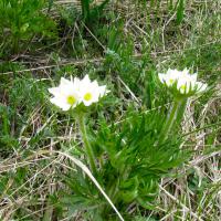 Anémones à fleurs de narcisse