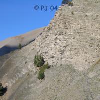 À la sortie de la forêt…