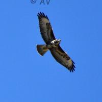 Buse variable
