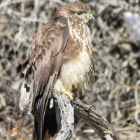 Buse variable immature