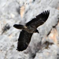 Gypaète barbu immature