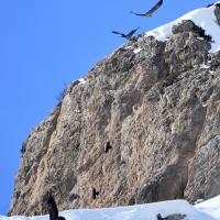 Trois gypaètes barbus immatures & deux chocards