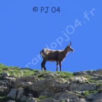 Chamois…