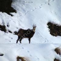 Chamois