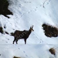 Chamois