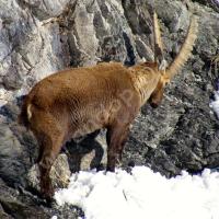 Bouquetin