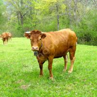 Vache… et sa clarine